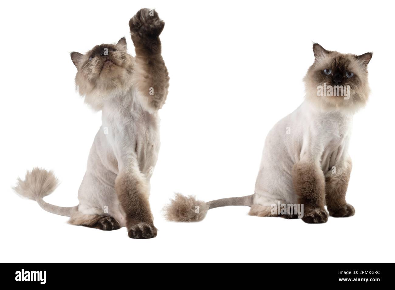 Portrait of a persian beige cat isolated over a white background. It