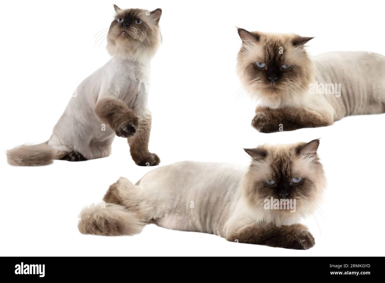 Portrait of a persian beige cat isolated over a white background. It