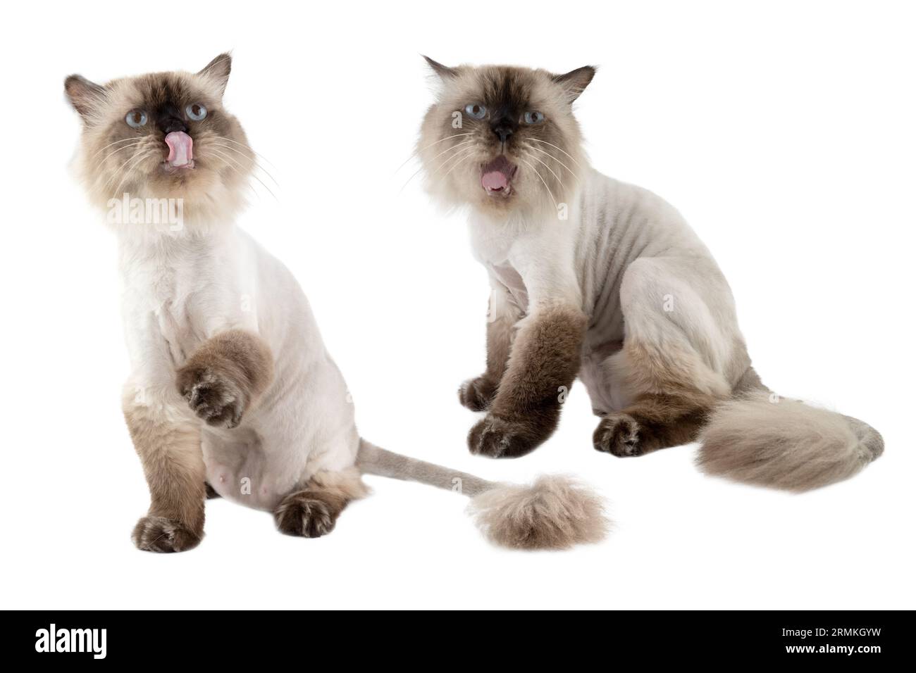 Portrait of a persian beige cat isolated over a white background. It