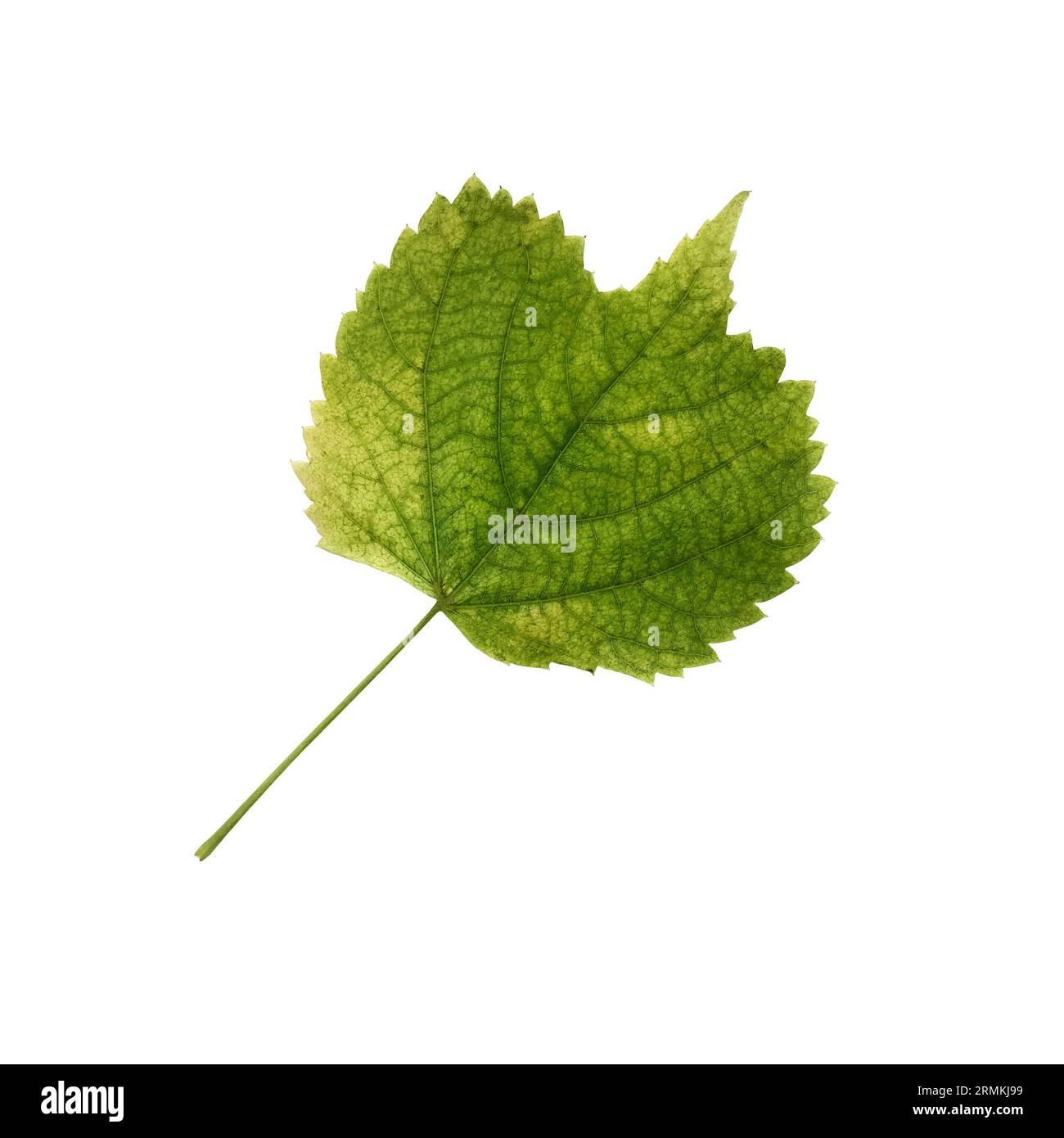 Bright green linden leaf, cutout object, isolated element for decor, design ideas, seasonal fall colorful mood, soft focus and clipping path Stock Photo