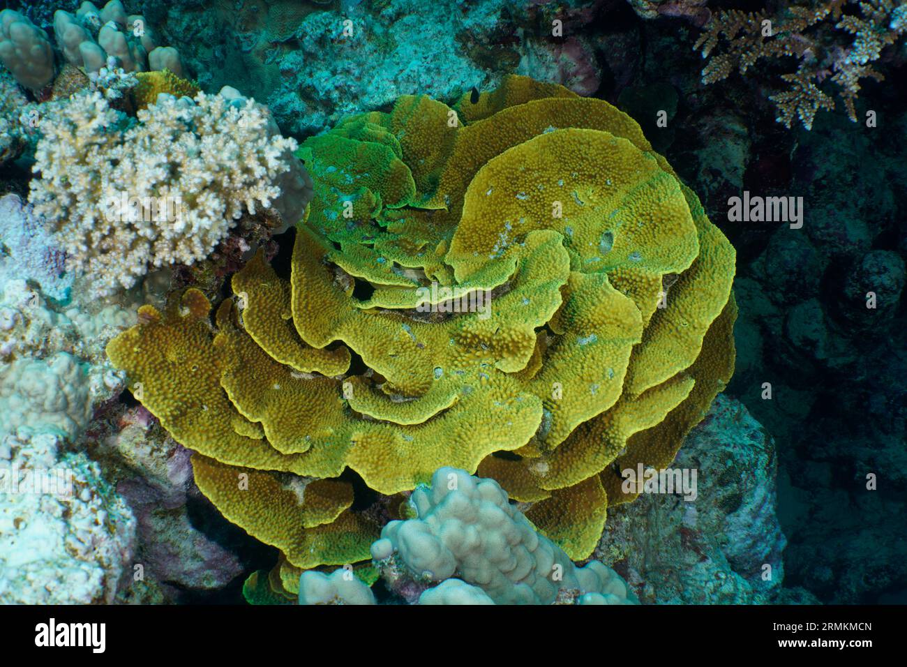 Yellow scroll coral (Turbinaria reniformis), Dive site House Reef, Mangrove Bay, El Quesir, Egypt, Red Sea Stock Photo