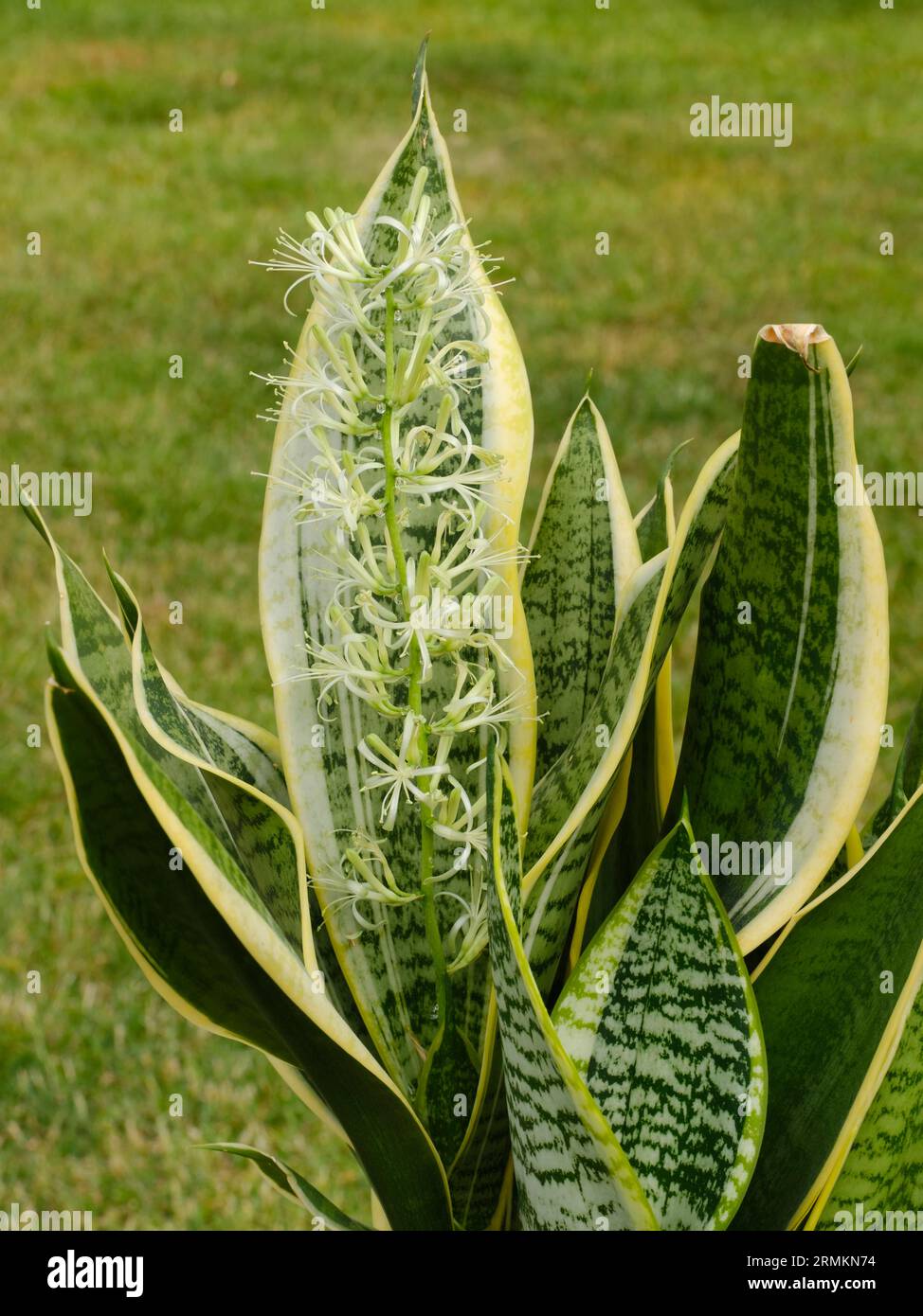 Set Da 3 Sansevieria Trifasciata (lingua Di Suocera) In Vaso Da 9cm, Altezza 20-25cm, Pianta Facile Per Ufficio E Casa - 5