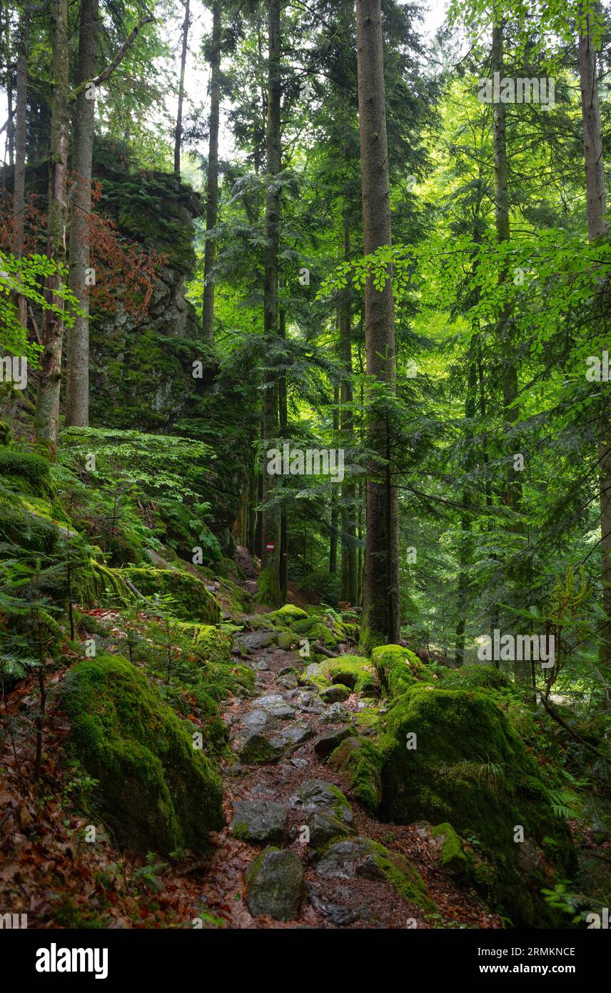 Hiking trail through the Raabklamm gorge, Arzberg, Styria, Austria Stock Photo