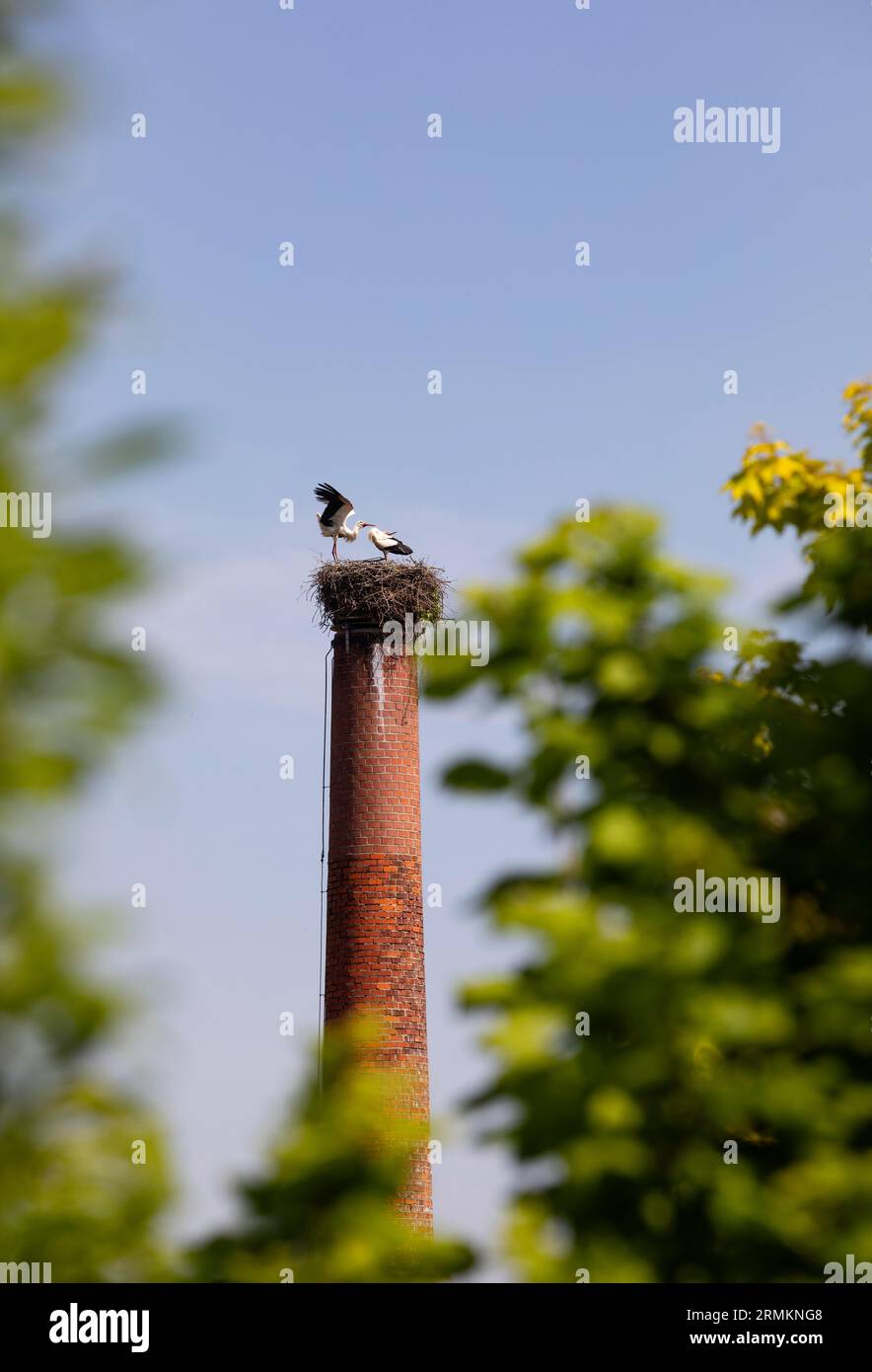 Stork nest with two storks on a chimney, Bad Birnbach, Lower Bavarian Spa Triangle, Rottal Inn District, Lower Bavaria, Germany Stock Photo