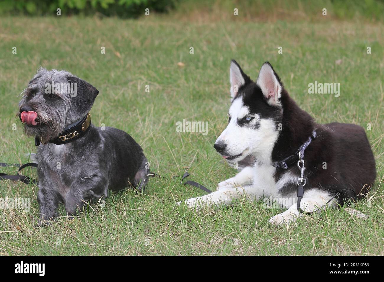 Shih tzu hotsell mix husky
