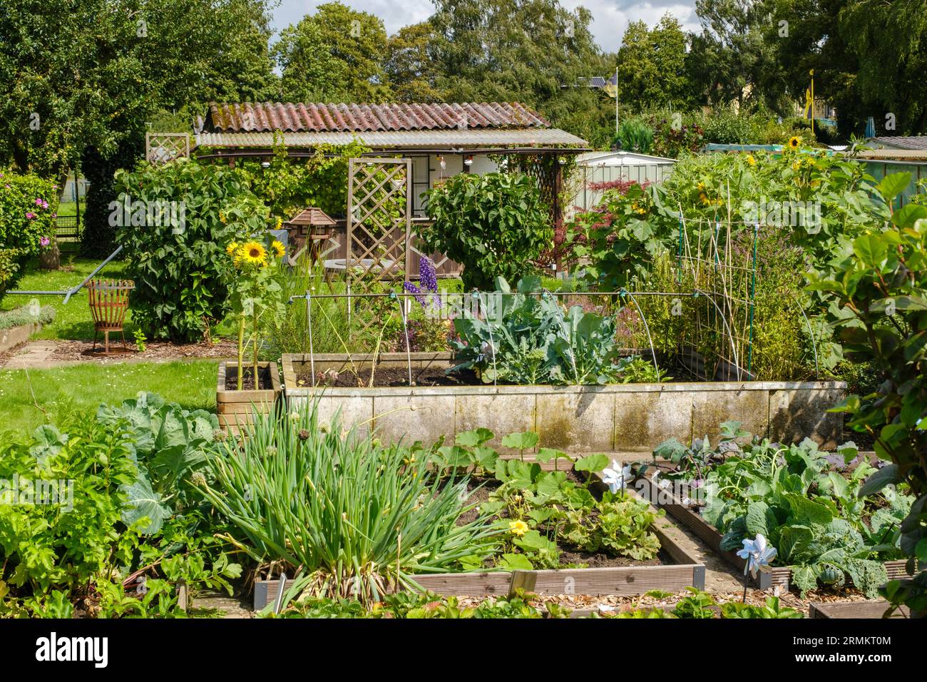 Allotment vegetable garden patch hires stock photography and images