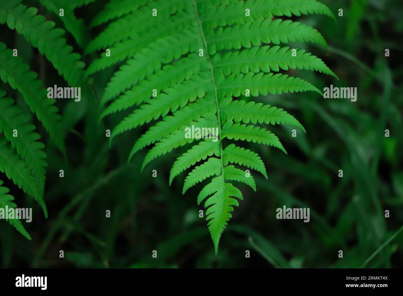 Dark and vibrant green fern leaves spreading out creating swirly natural pattern background. Dicksonia sellowiana, the xaxim, or samambaiacu or imperi Stock Photo