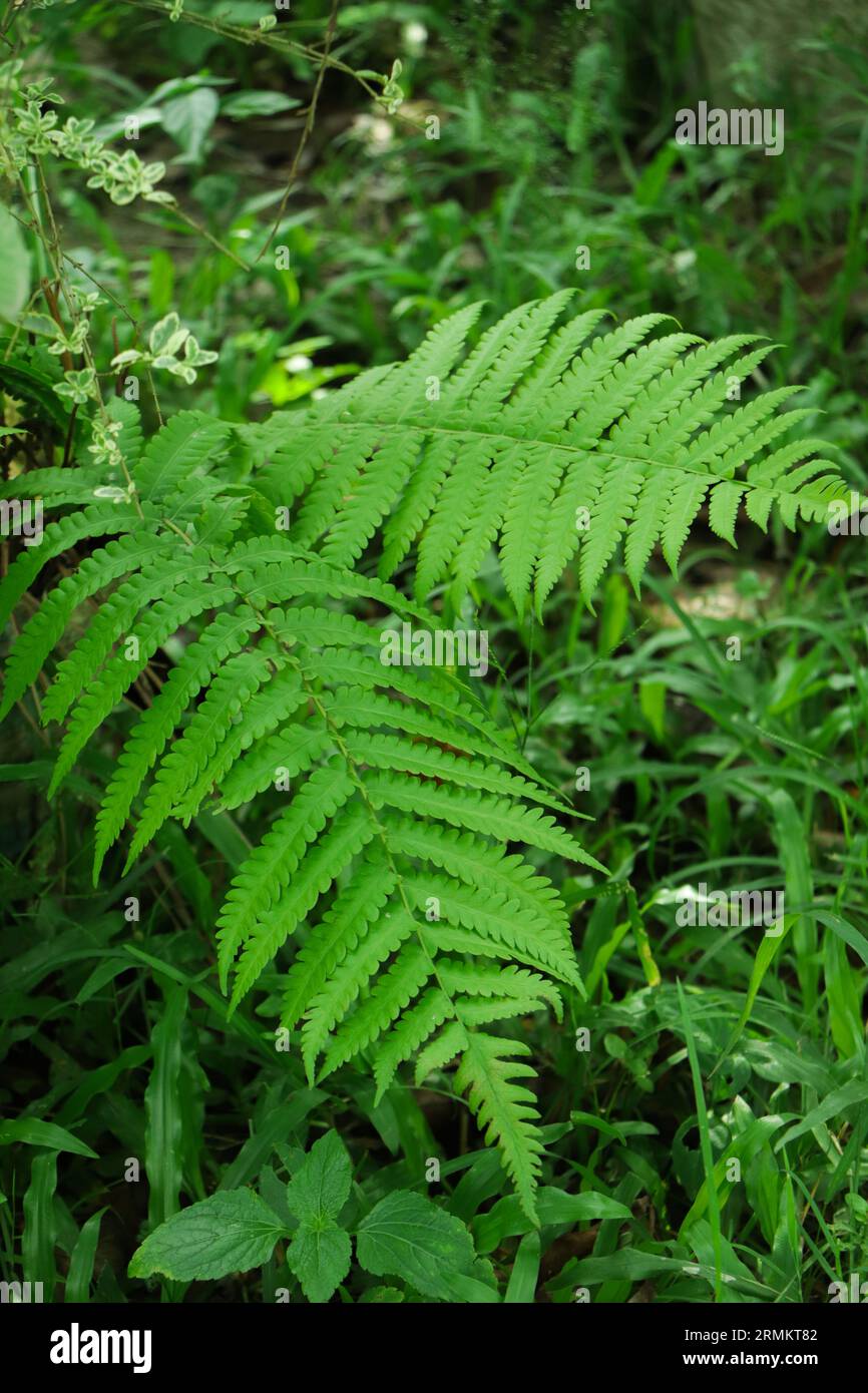 Natural green fern in the forest.close up Stock Photo