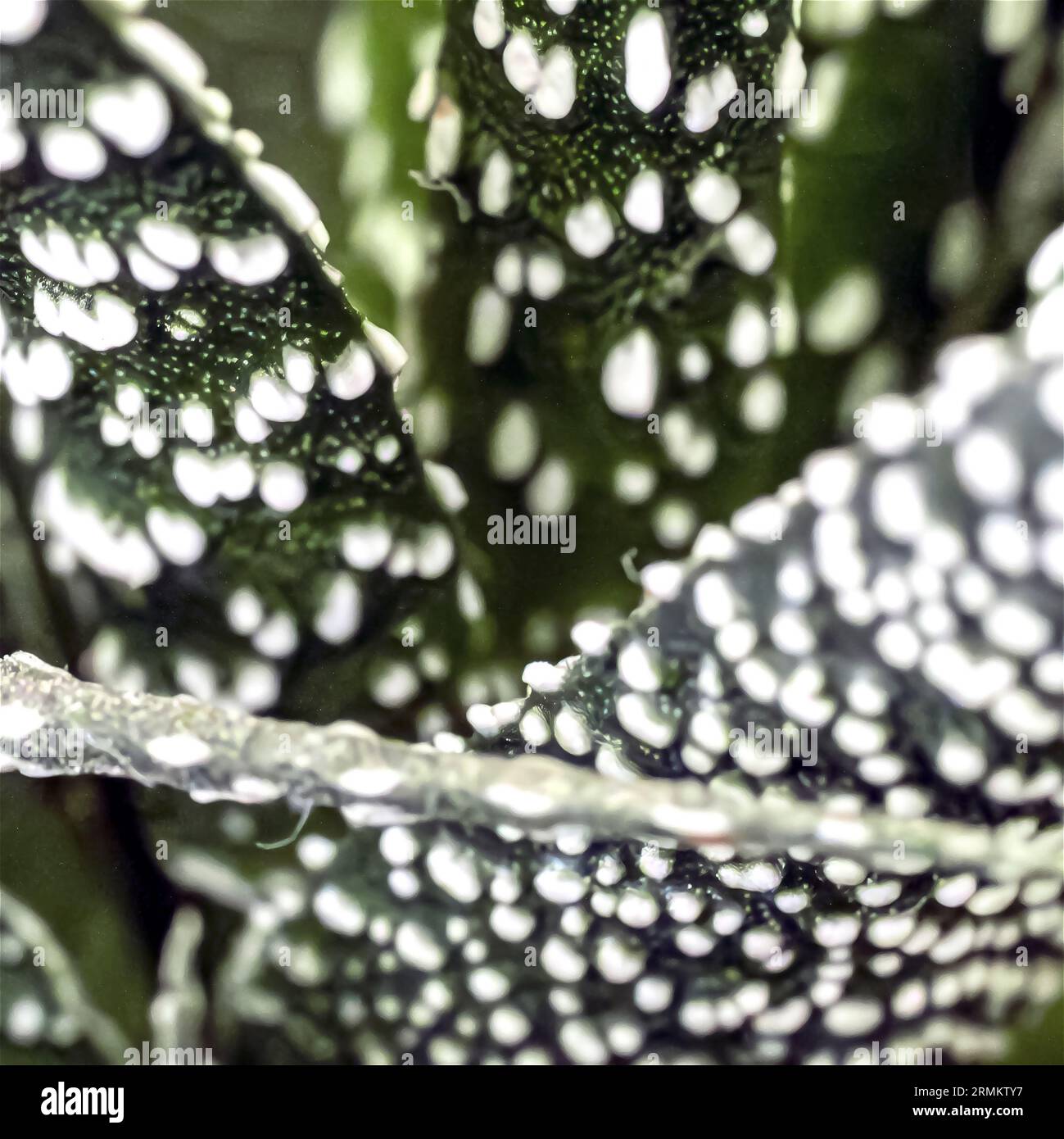 abstract close up of a leaf of a succulent Haworthiopsis reinwardtii, formerly Haworthia reinwardtii, is a species of succulent flowering plant in the Stock Photo