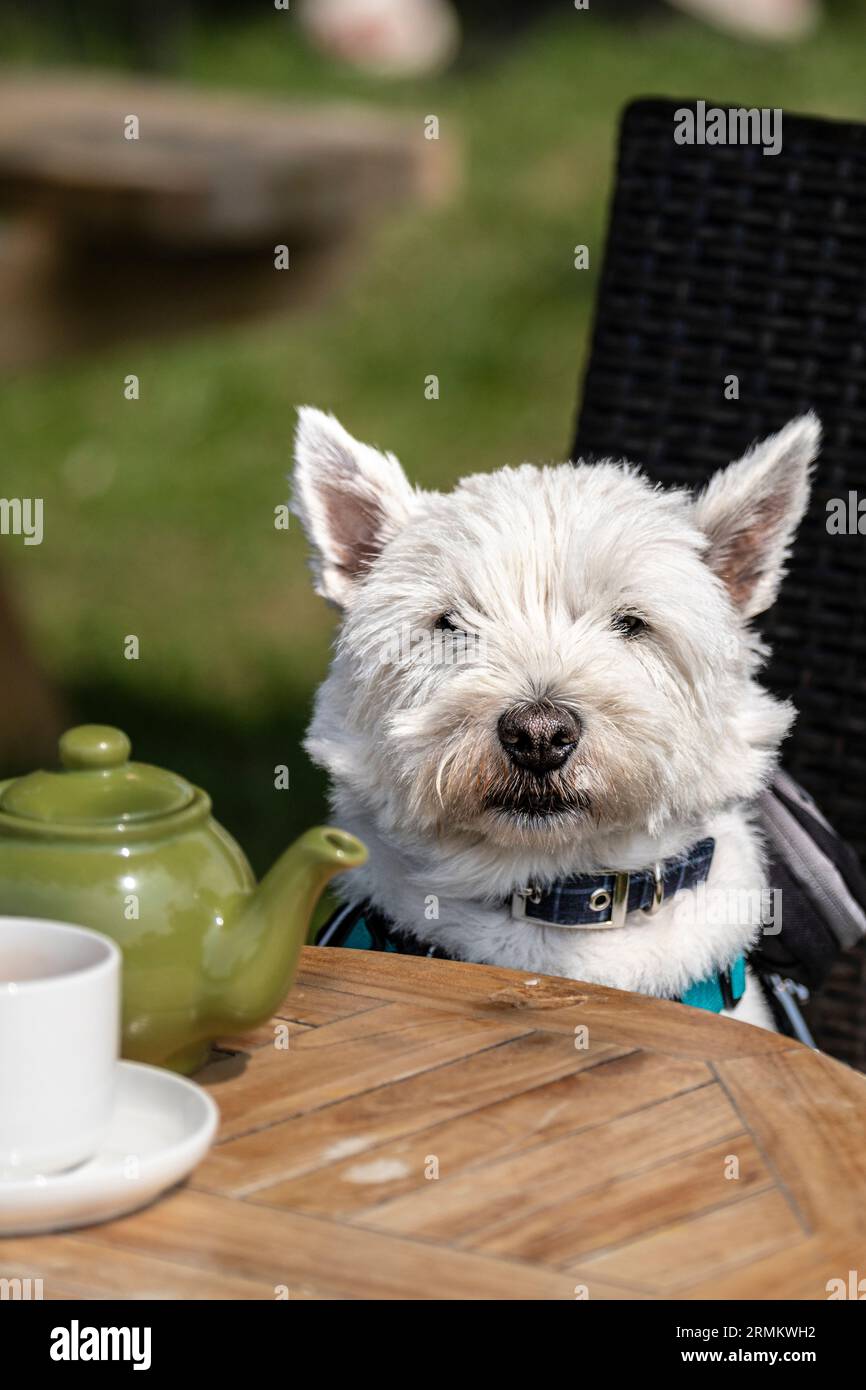 A Westie West Highlander White Terrier sitting on a chair at a table. Stock Photo