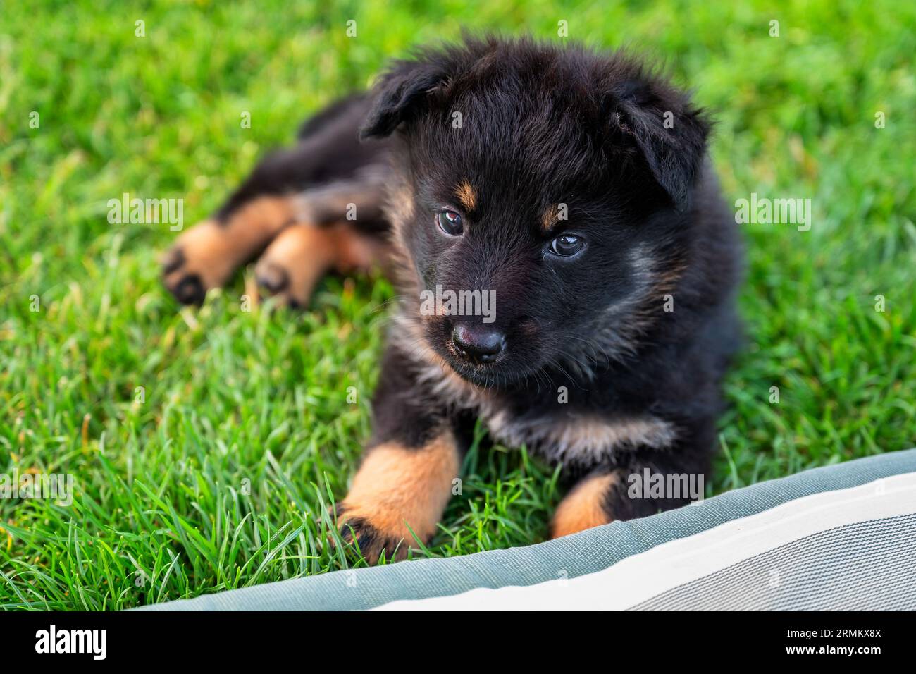 Adorable puppy of Bohemian shepherd ( two month) lies down on grass. Stock Photo