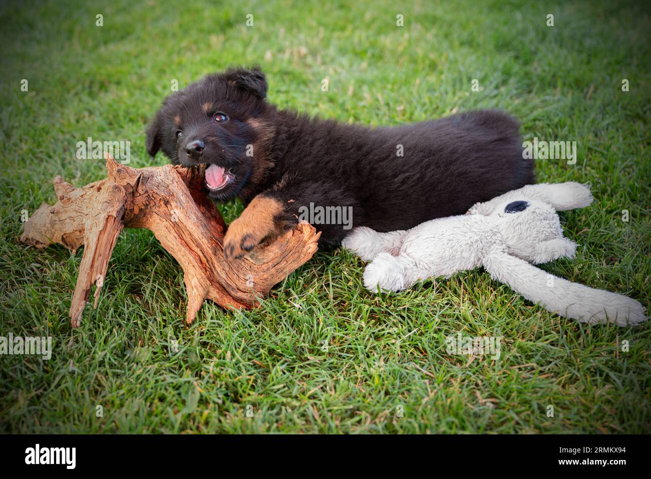 Adorable 2 month puppy of Bohemian (chodsky) dog lies down on grass on garden and bites piece of wood, next to it lies plush toy. Stock Photo