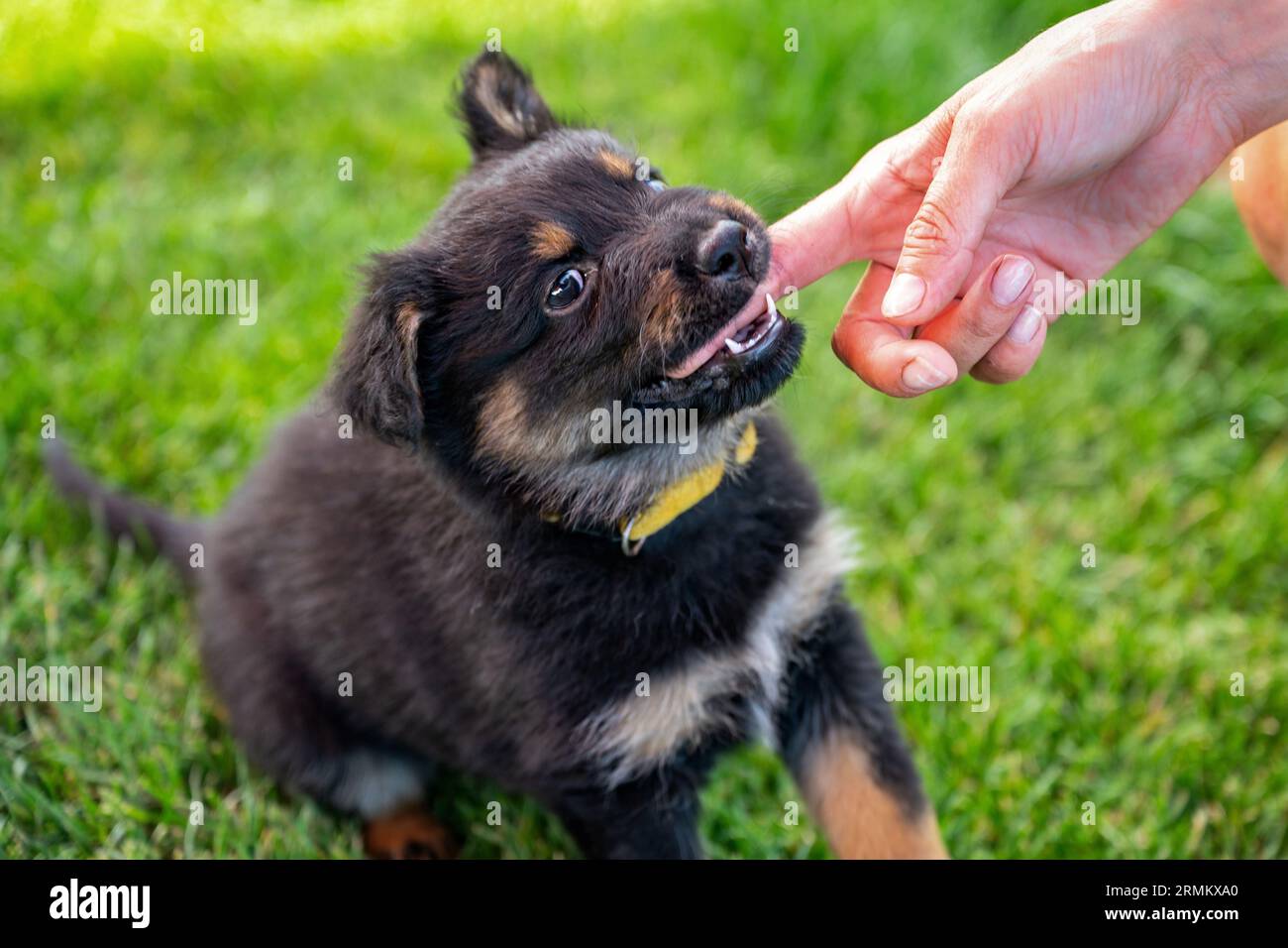 Two months old cute puppy (Bohemian shepherd) bites his mistress's hand on grass. Stock Photo