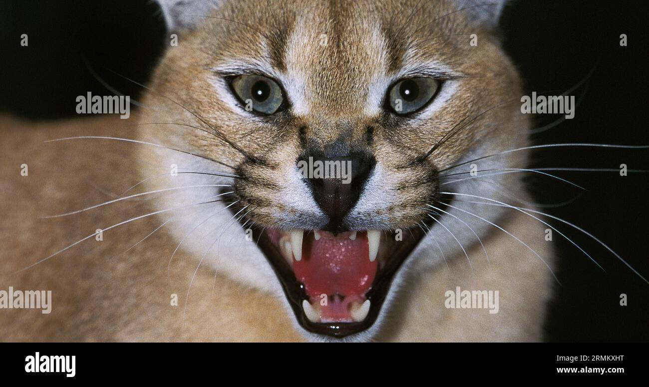 Caracal, caracal caracal, Adult snarling Stock Photo - Alamy