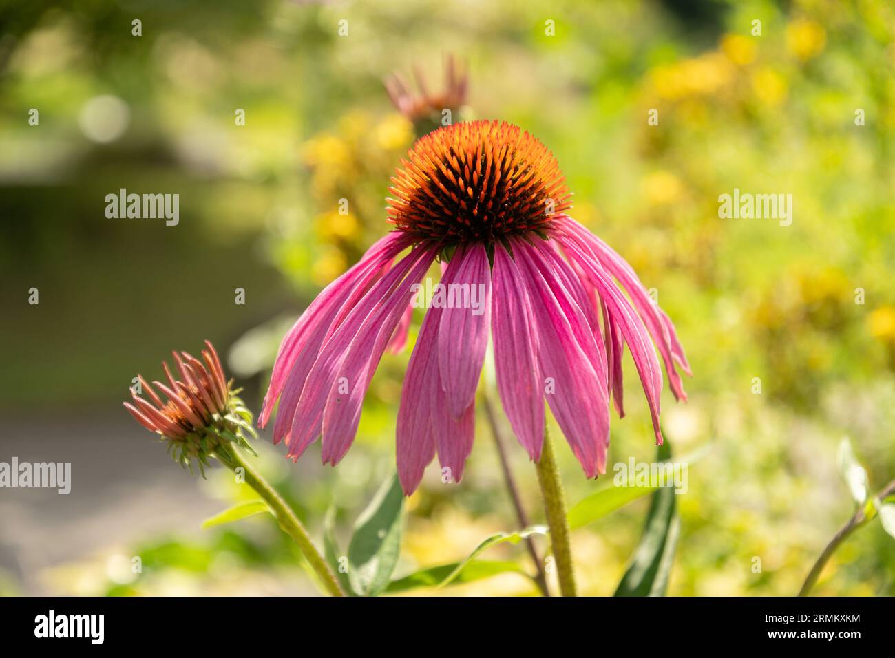 Echinacea purpurea echinacea plant hi-res stock photography and images -  Page 32 - Alamy