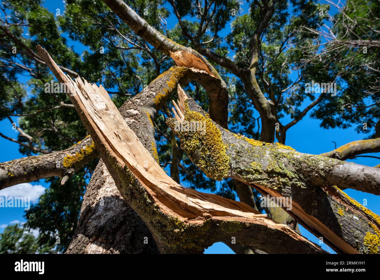 Looking up from ground level to a tree against a blue sky with a snapped tree limb in the foreground, blue sky, tree leaves and moss Stock Photo