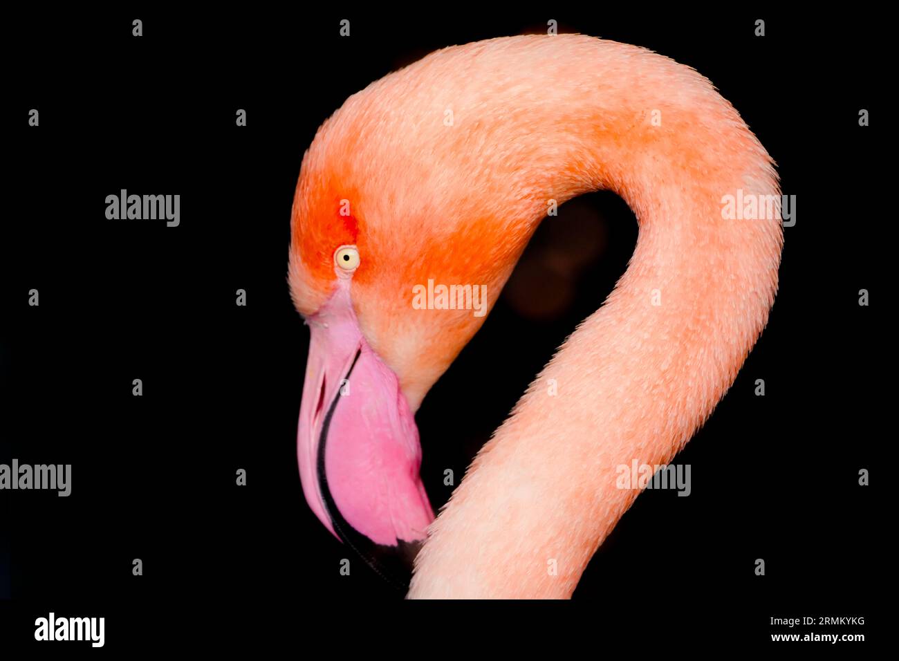 Portrait of a flamingo. Bird with pink plumage close-up. Phoenicopteridae. Stock Photo