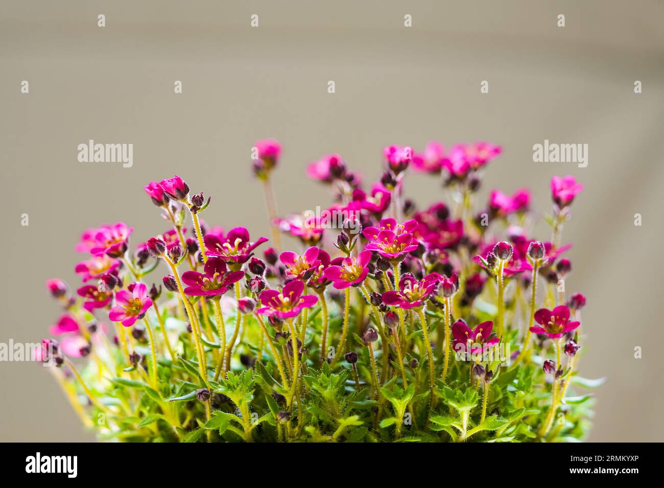 Pink saxifrage flowers. Flowering plant. Saxifraga. Stock Photo