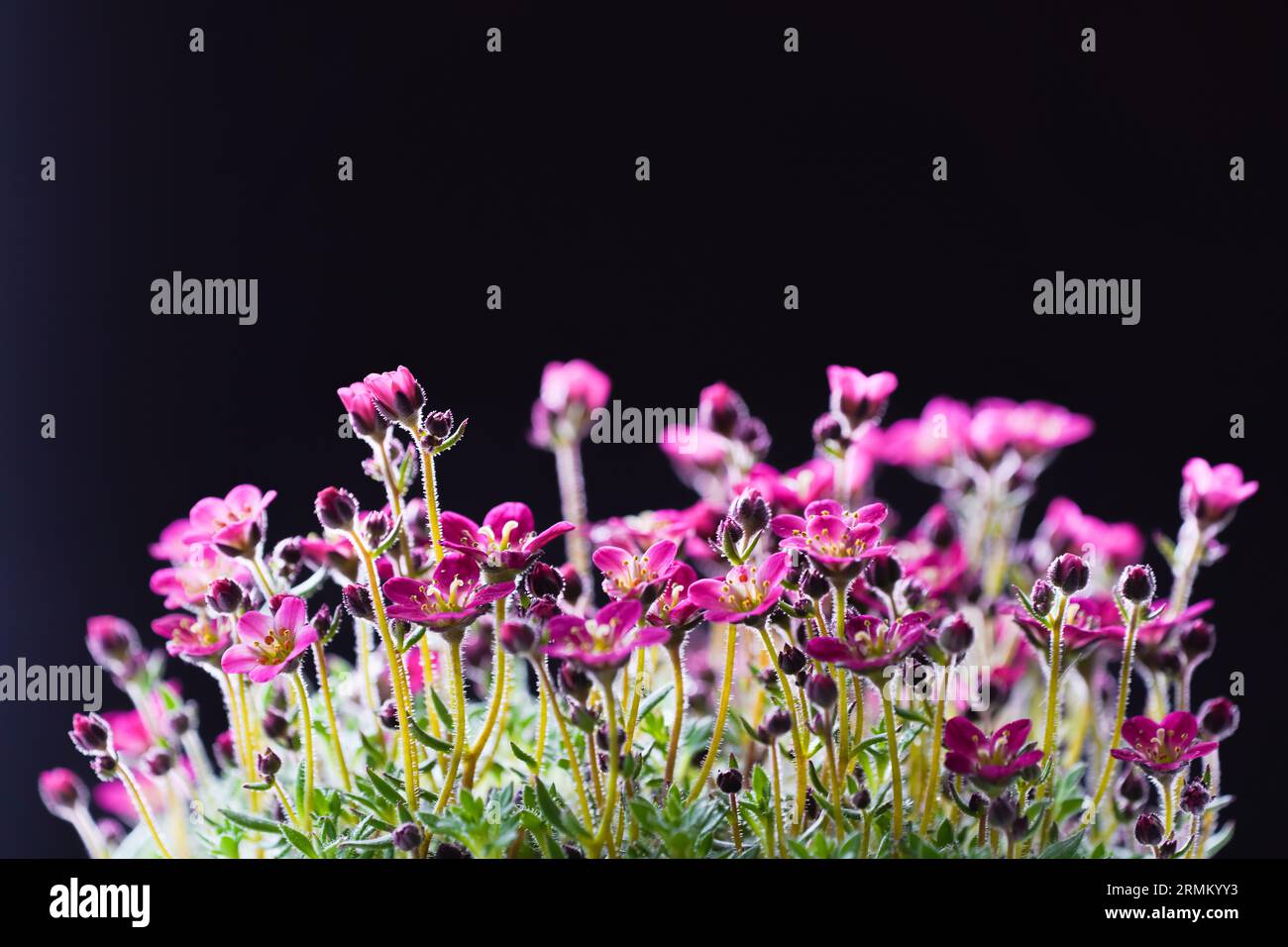Pink saxifrage flowers. Flowering plant. Saxifraga. Stock Photo