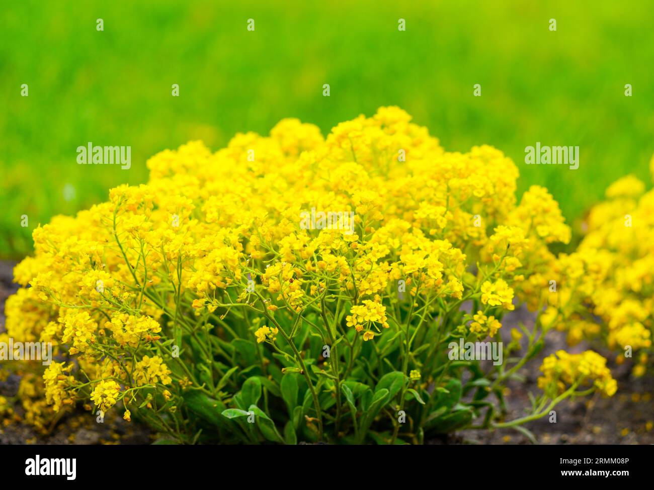Flowering Rock Alyssum. Plant with yellow flowers close-up. Perennial in the garden bed. Aurinia saxatilis. Stock Photo