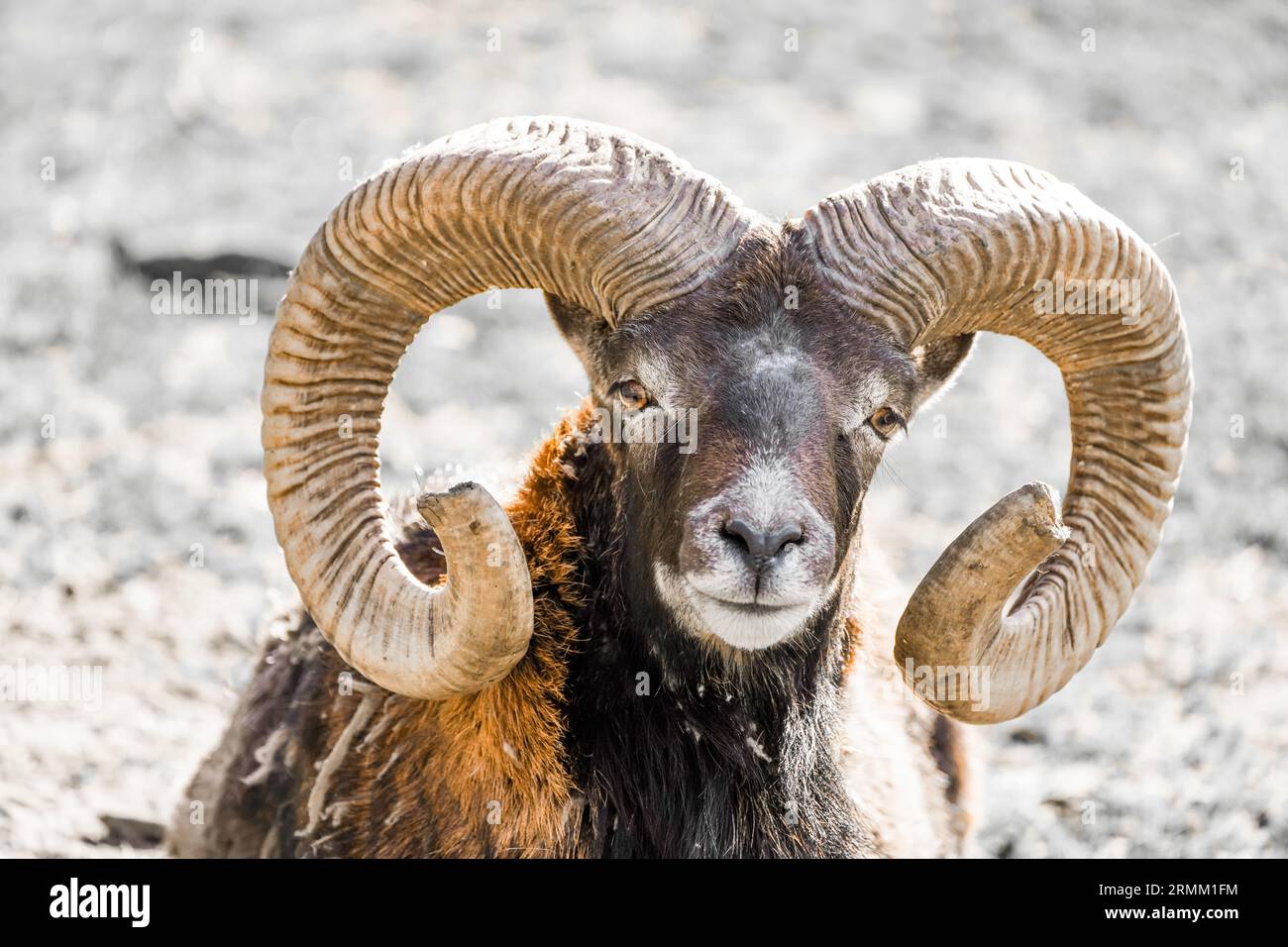 Portrait of a mouflon with horns. Animal close-up. Stock Photo