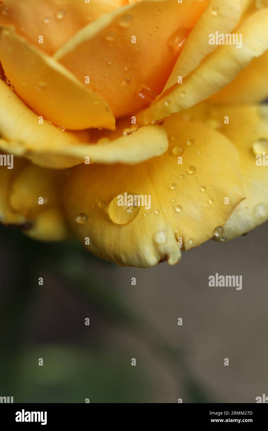 Yellow rose rosa dew drops hi-res stock photography and images - Alamy