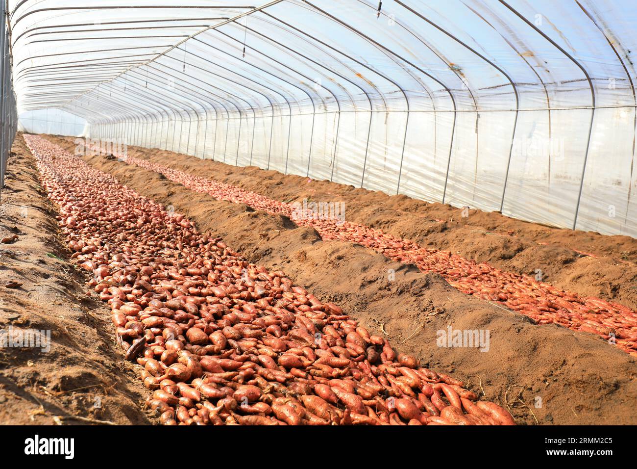 The sweet potato seeds are stacked on the seedbed in the greenhouse
