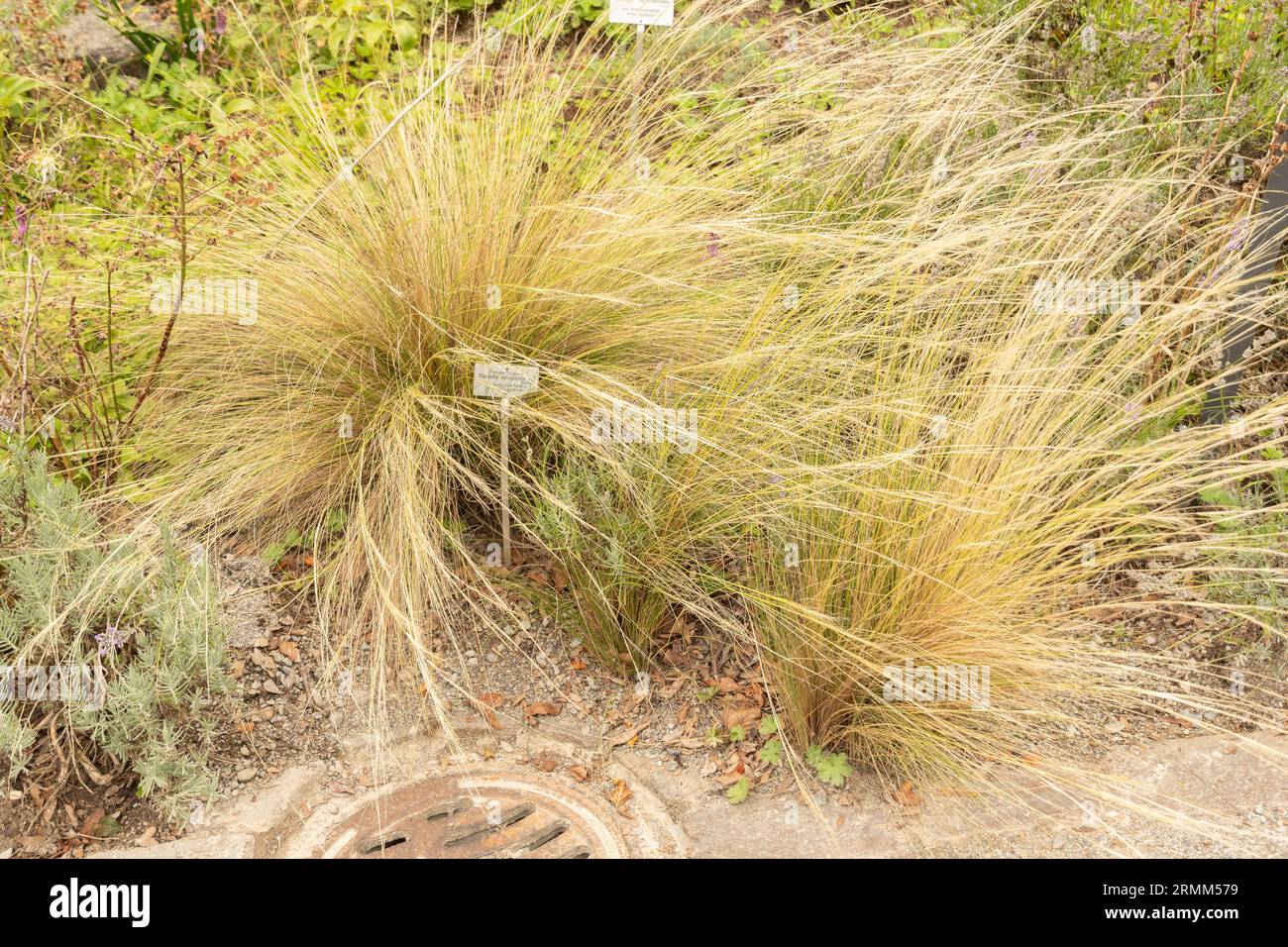 Zurich, Switzerland, August 9, 2023 Nassella Tenuissima or mexican feathergrass at the botanical garden Stock Photo
