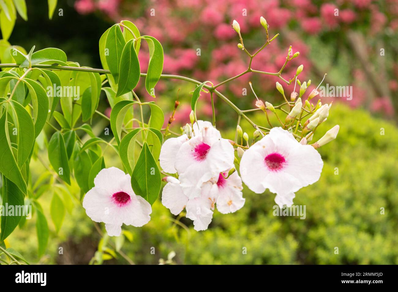 Zurich, Switzerland, August 9, 2023 Pandorea Jasminoides or bower of ...