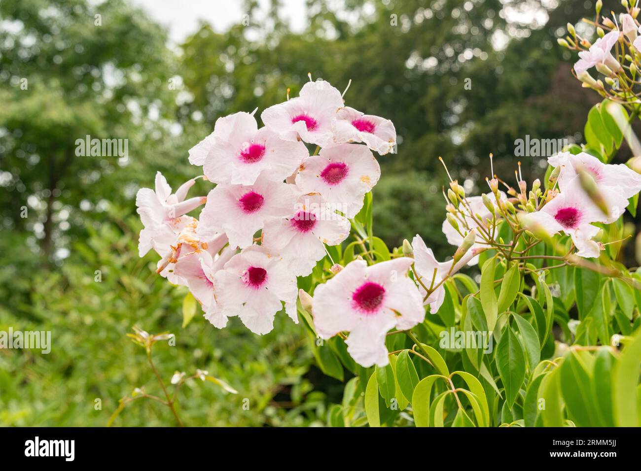 Zurich, Switzerland, August 9, 2023 Pandorea Jasminoides or bower of ...