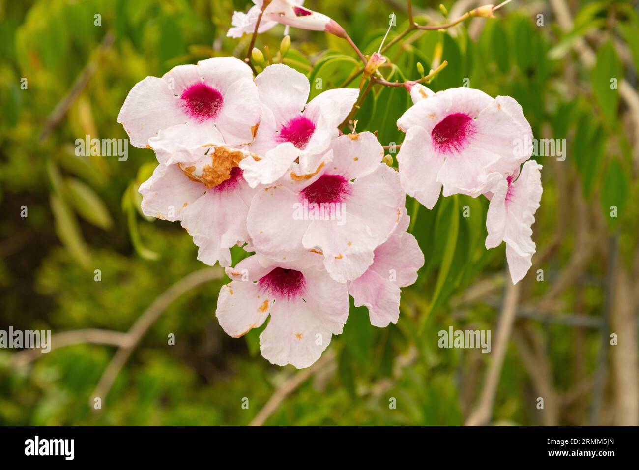 Zurich, Switzerland, August 9, 2023 Pandorea Jasminoides or bower of ...