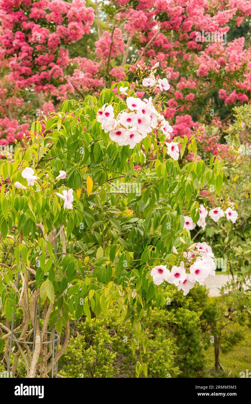 Zurich, Switzerland, August 9, 2023 Pandorea Jasminoides or bower of beauty plant at the botanical garden Stock Photo