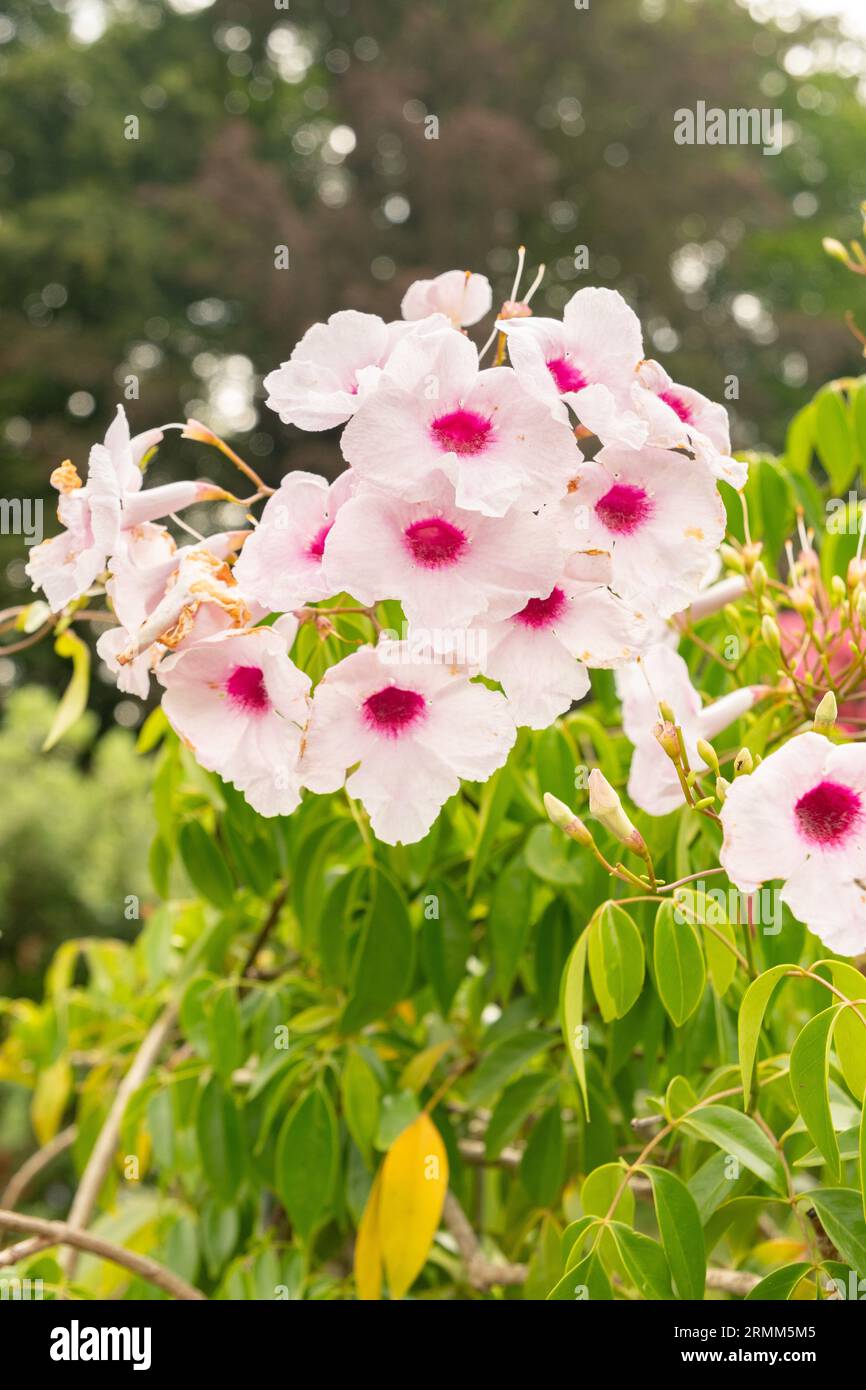 Zurich, Switzerland, August 9, 2023 Pandorea Jasminoides or bower of ...