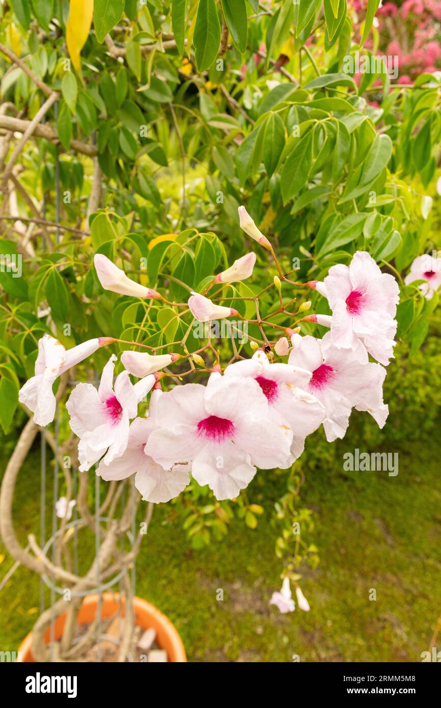 Zurich, Switzerland, August 9, 2023 Pandorea Jasminoides or bower of beauty plant at the botanical garden Stock Photo