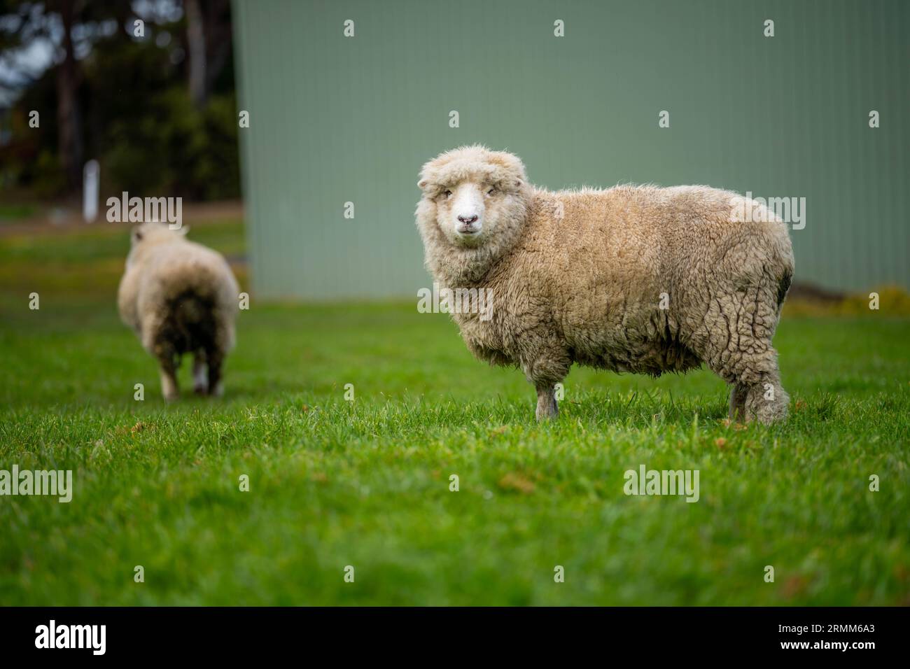 White ram australia hires stock photography and images Alamy