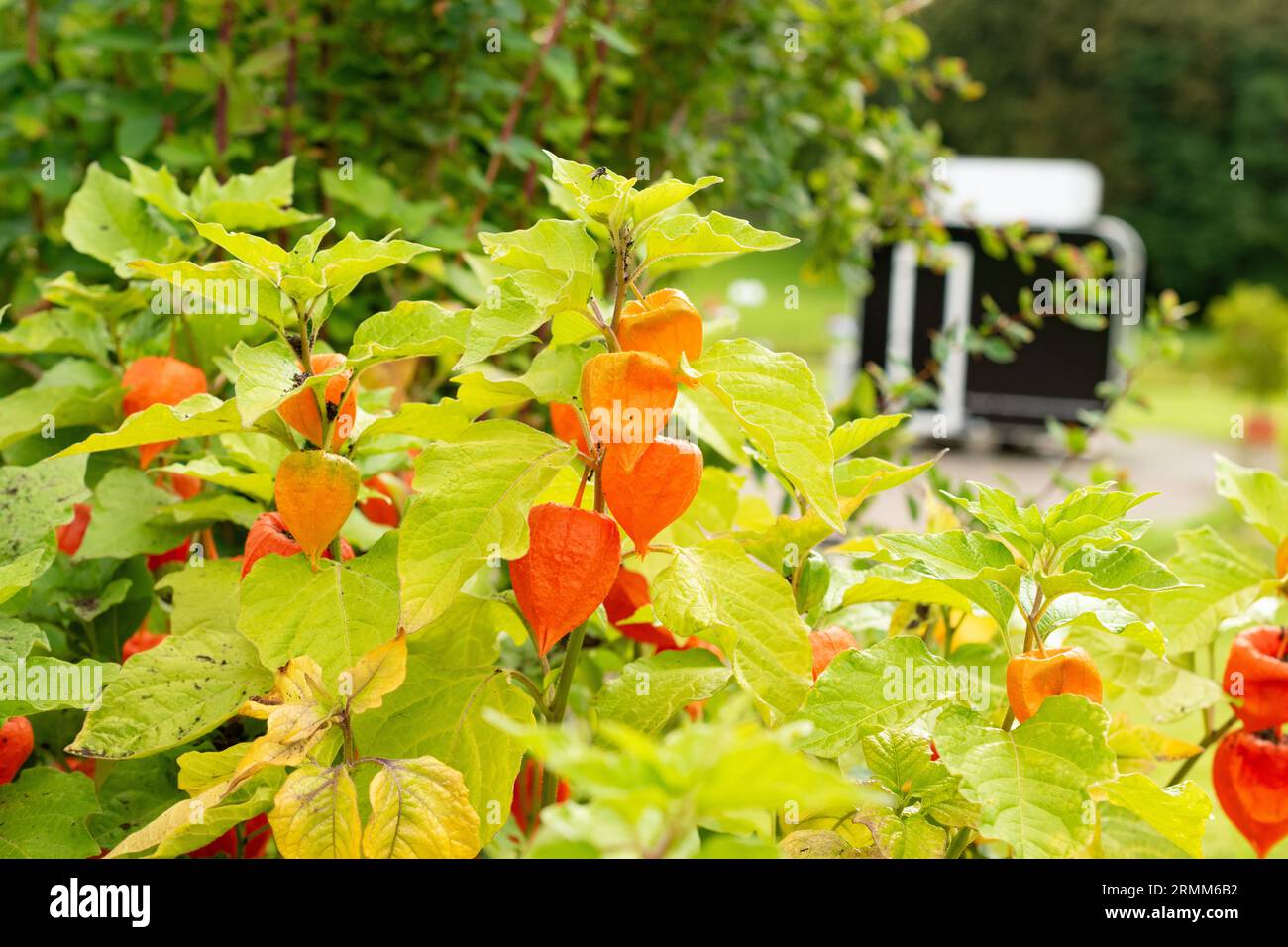 calliandra plant Calliandra californica (Baja Fairy Duster) – Plant Material main image 0