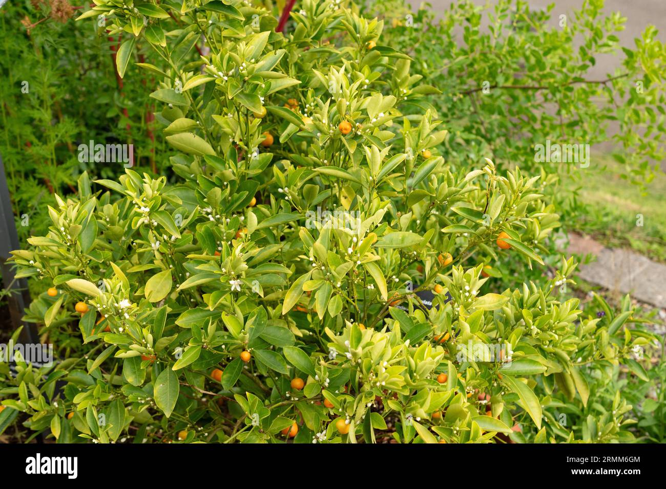 Zurich, Switzerland, August 9, 2023 Citrus Reticulata or mandarin orange plant at the botanical garden Stock Photo