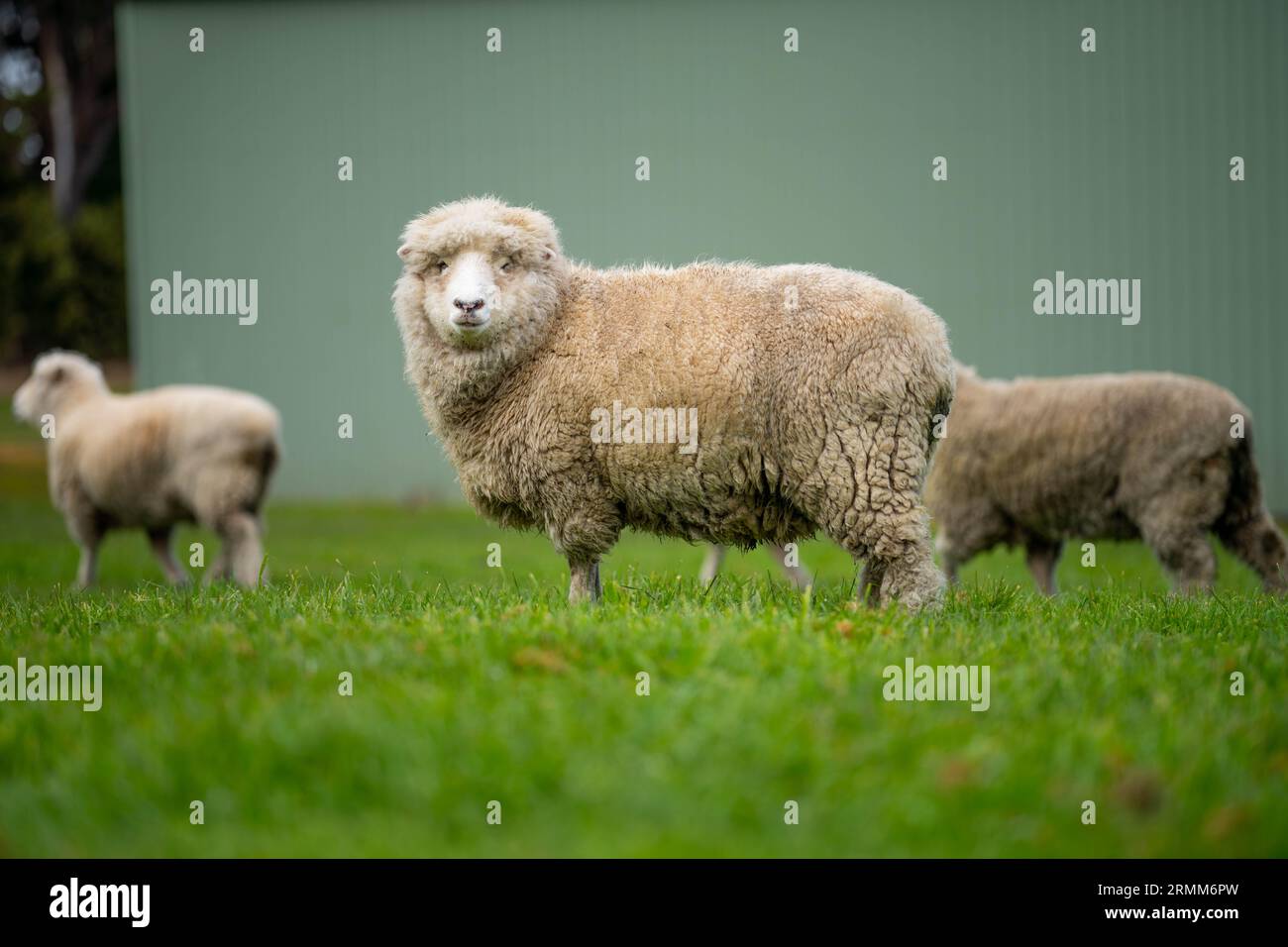 Sheep in a field. Merino sheep, grazing and eating grass in New zealand