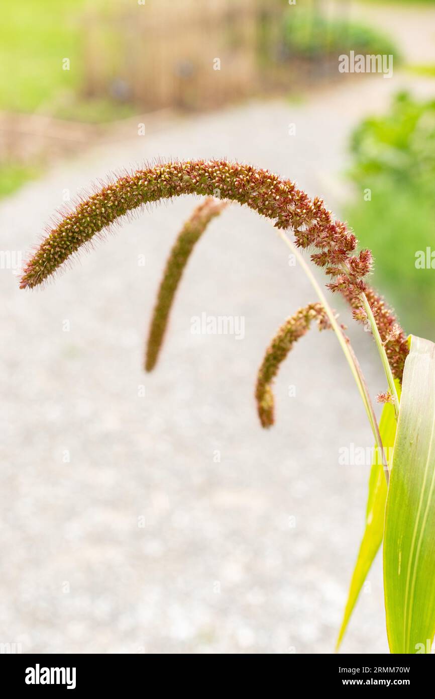Foxtail millet annual grass hi-res stock photography and images - Alamy