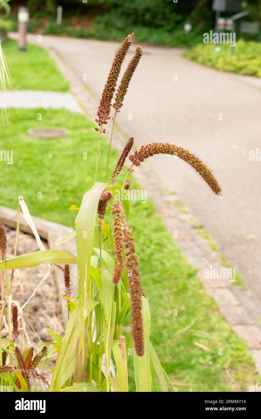 Foxtail millet annual grass hi-res stock photography and images - Alamy