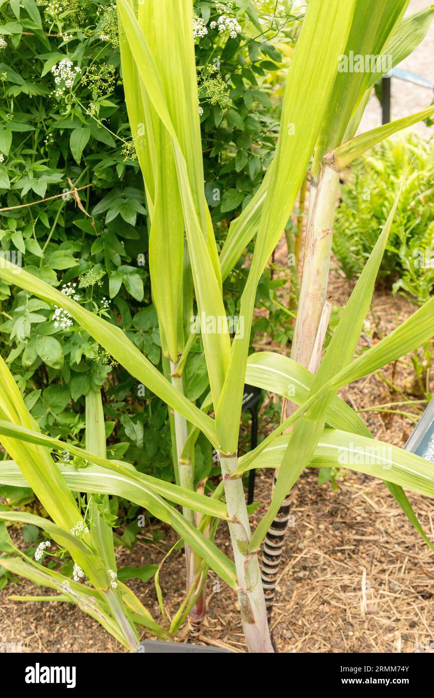 Zurich, Switzerland, August 9, 2023 Saccharum Officinarum or sugarcane plant at the botanical garden Stock Photo