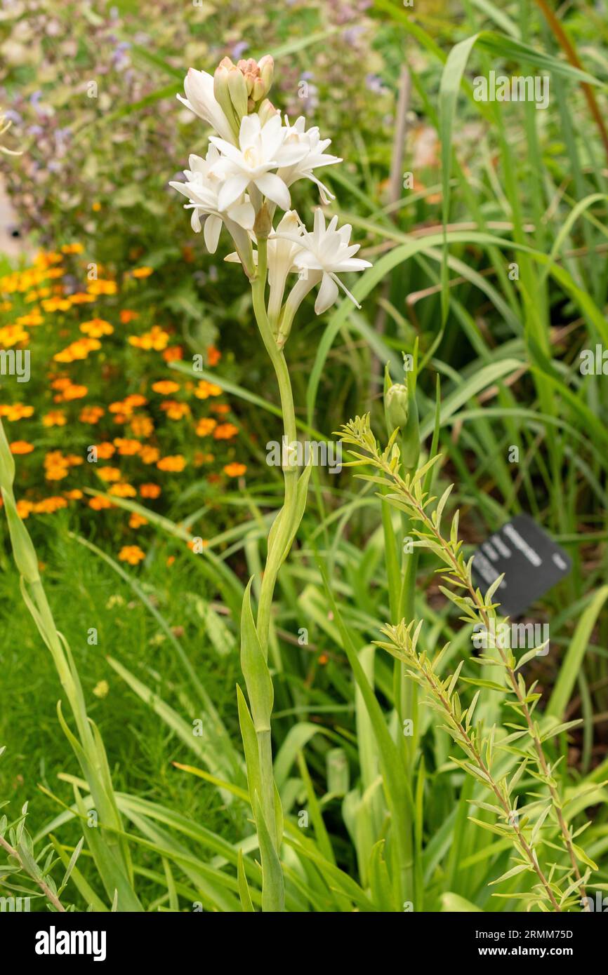 Agave amica hi-res stock photography and images - Alamy