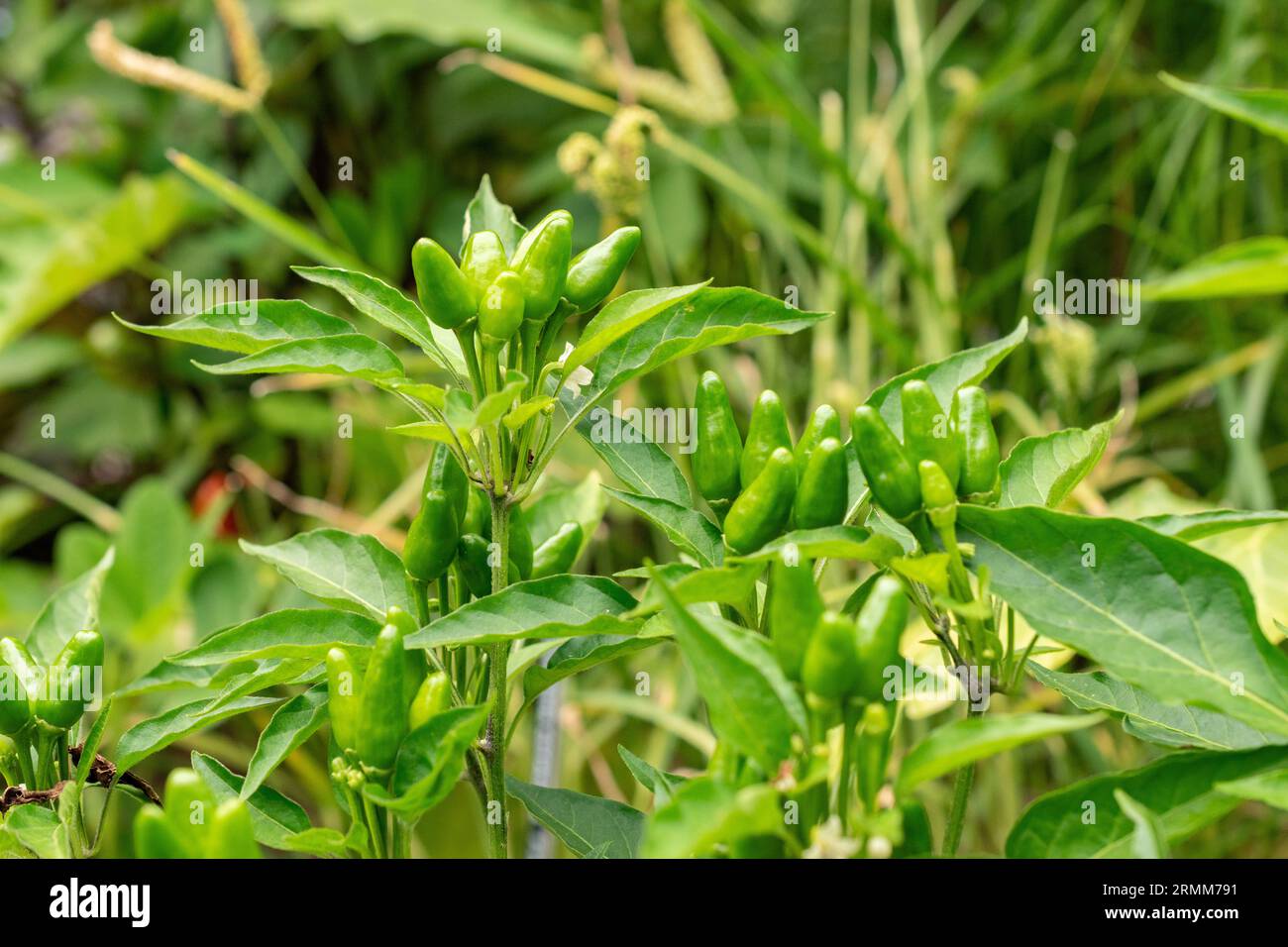 Zurich, Switzerland, August 9, 2023 Capsicum Frutescens or chili pepper plant at the botanical garden Stock Photo