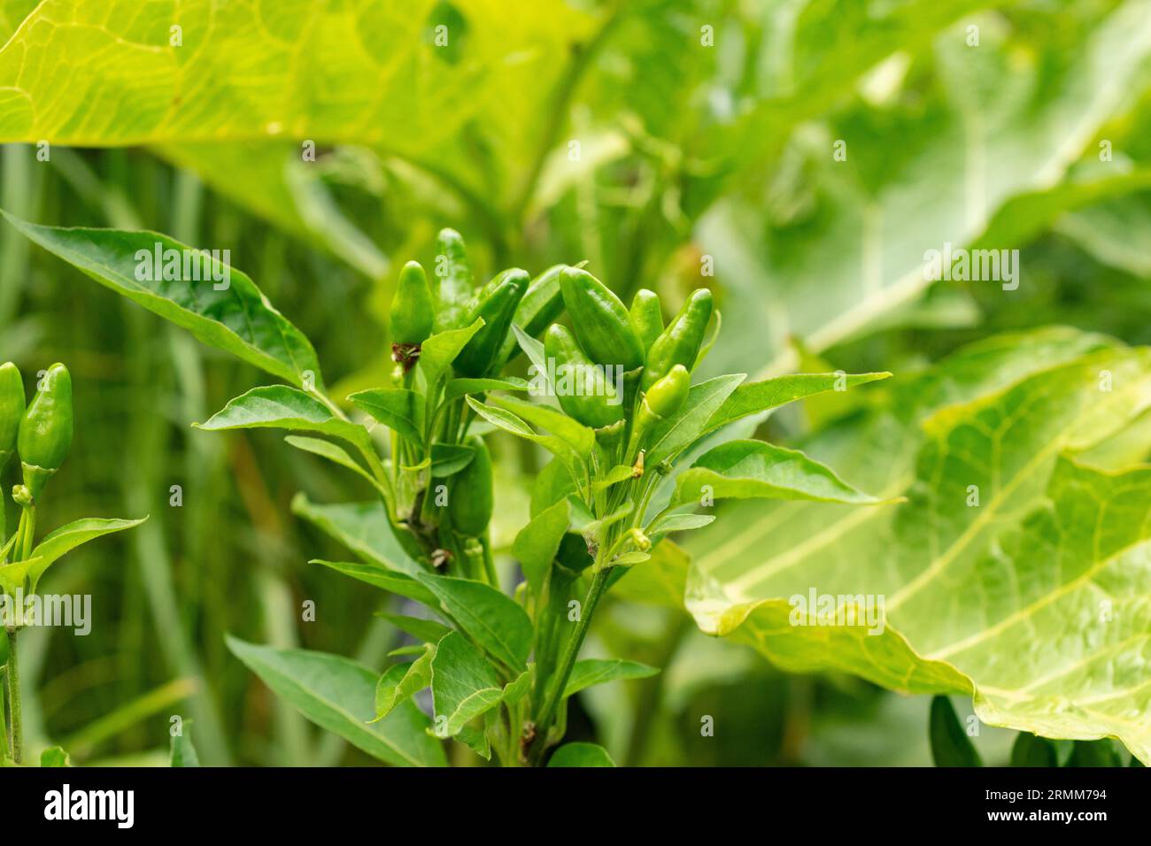 Zurich, Switzerland, August 9, 2023 Capsicum Frutescens or chili pepper plant at the botanical garden Stock Photo
