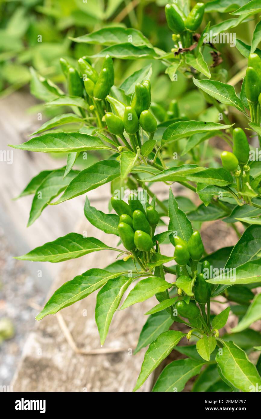 sansho japanese pepper plant Vibrant Sansho Pepper main image 0