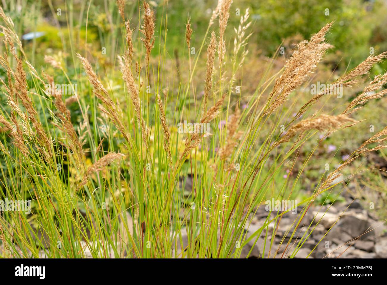 Zurich, Switzerland, August 9, 2023 Achnatherum Calamagrostis or spear grass at the botanical garden Stock Photo