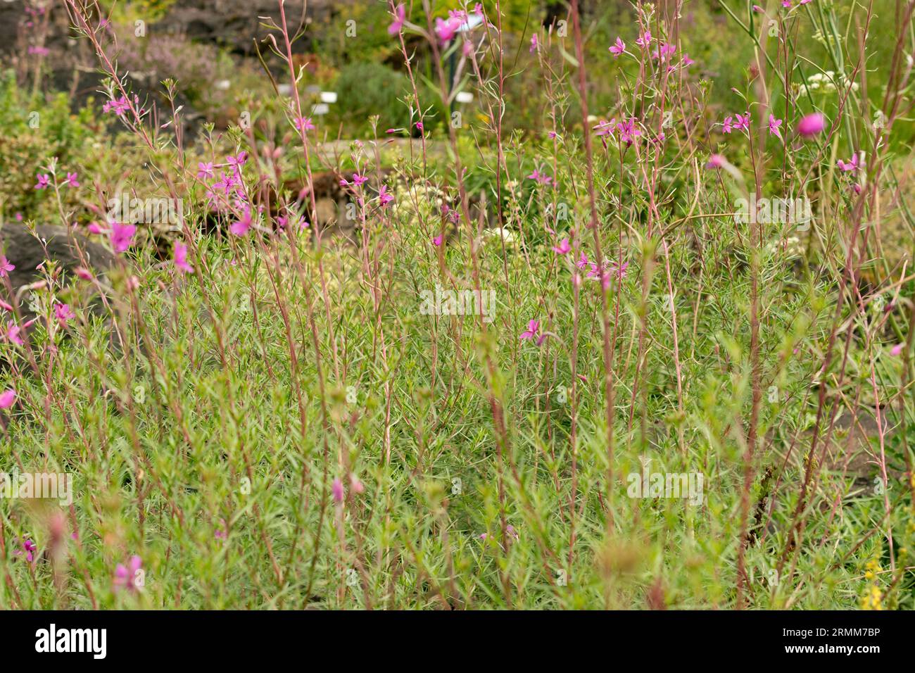 Zurich, Switzerland, August 9, 2023 Epilobium Dodonaei plant at the botanical garden Stock Photo