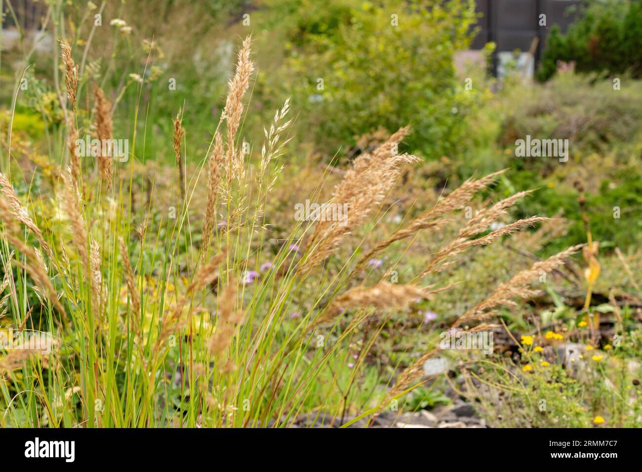 Zurich, Switzerland, August 9, 2023 Achnatherum Calamagrostis or spear grass at the botanical garden Stock Photo