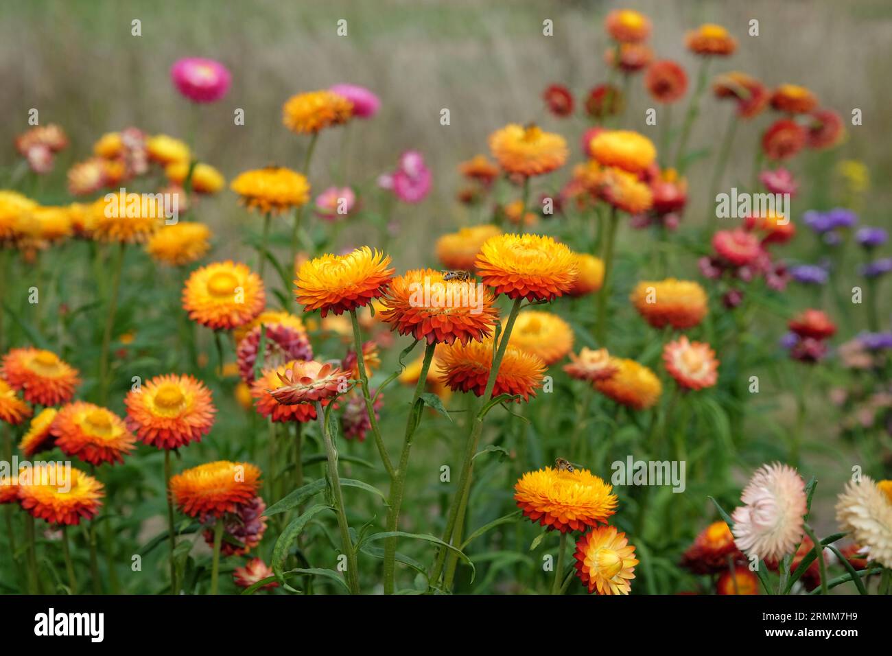 Orange and red Xerochrysum also know as strawflower or golden everlasting in flower. Stock Photo