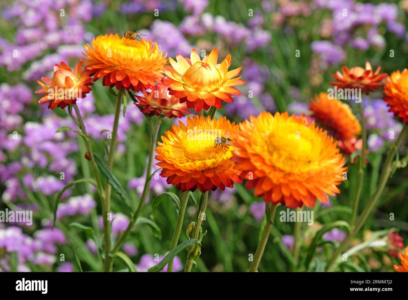Orange and red Xerochrysum also know as strawflower or golden everlasting in flower. Stock Photo